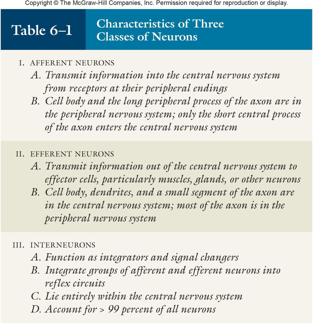12 Üç nörön sınıfının özellikleri Getirici nöronlar A. Çevre uçlardaki almaçlarından gelen bilgileri MSS ne iletirler B. Hücre gövdesi ve aksonun uzun çevresel uzantısı ÇSS de bulunur.