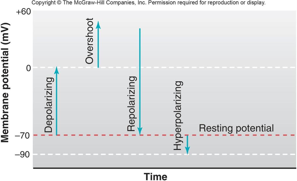 Zar potansiyeli Depolarizasyon Repolarizasyon