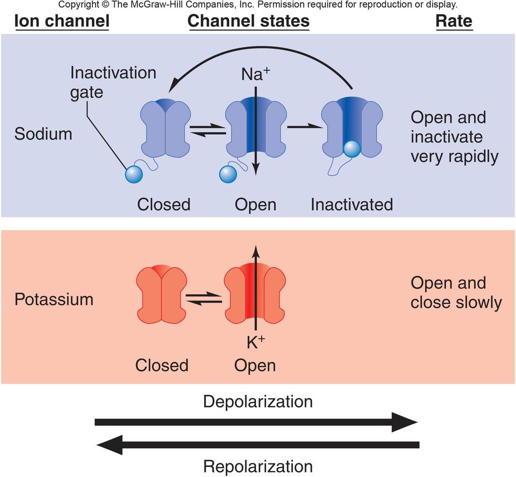 B.2.2 Voltaj-kapılı Na + & K + Kanalları 35 İyon kanalı Kanal durumu Hız Durdurma kapısı Sodyum Çok hızlı açılır ve