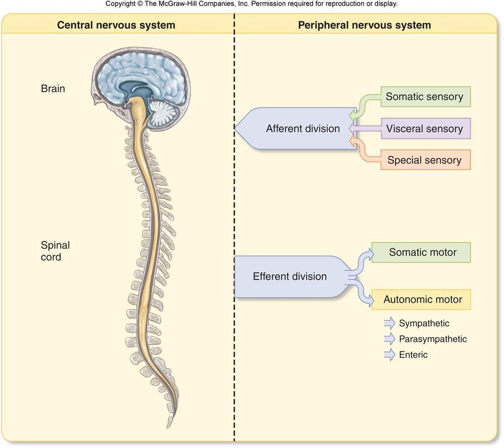 64 C. Sinir sisteminin yapısı Merkezi sinir sistemi Çevresel sinir sistemi Beyin Getirici