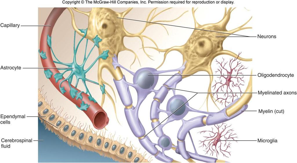 7 Glia Hücreleri Kılcallar Nöronlar Astrosit Oligodendrosit Miyelinli