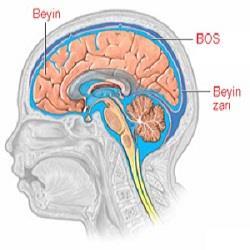 80 Beyin omurilik sıvısı