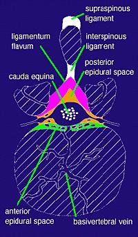 Orta hat sagittal plan üzerinde epidural aralığa ulaşmak için geçilmesi gereken yapılar cilt ve cilt altı dokular, supraspinöz ve interspinöz ligament, ligamentum flavumdur.