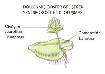 Bitki Üretim Tekniği Tohumla Üretim 9 8. Sporun Çimlenmesi Sporlar genellikle 3 4 hafta içinde çimlenir.