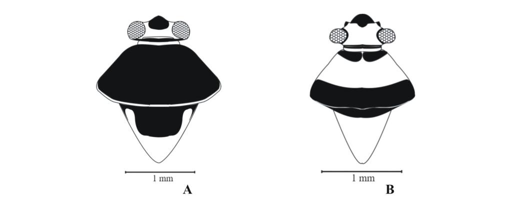 The genus Orthops in Turkey 3 Figure 1. Diagnosis characters to subgenus of Orthops Fieber: A vertex in Montanorthops Ghauri; B vertex in Orthops Fieber.