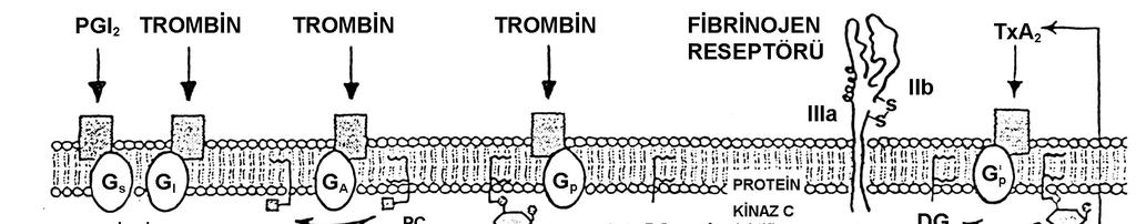 Şekil 2.5. Trombosit aktivasyonu sırasında gelişen olaylar. Trombosit aktivasyonu agonistlerin trombosit yüzeyindeki reseptörlerine bağlanmasıyla başlar ve inositol 1.4.