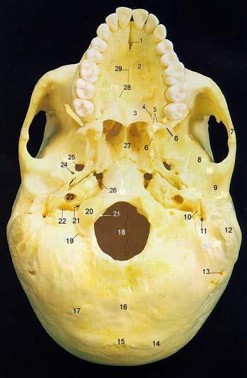 Kafatası (alttan) 1. Anterior Palatine Foramen 2. Palatine Process of Maxilla 3. Palatine (Damak) 4. Greater Palatine Foramen 5. Lesser Palatine Foramen 6. Pterygoid Processes of Sphenoid 7.