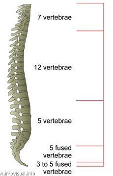 OMURGA (Profilden:Yandan) Cervical