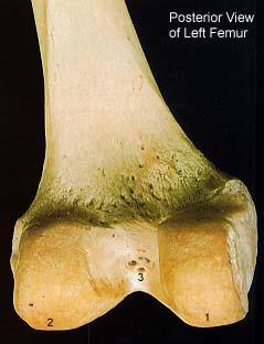 Aspects) 1. Medial Condyle 2.