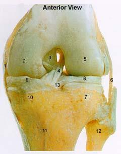 Knee - Anterior & Posterior Aspects 1. Tibial Collateral Ligament 2.