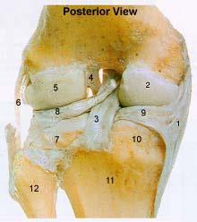 Lateral Condyle of Femur 6. Fibular Collateral Ligament 7. Lateral Condyle of Tibia 8.
