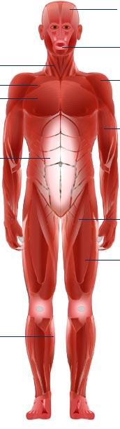 Anterior kaslar Trapezius Serratus