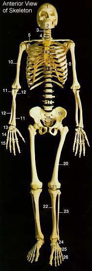 1. Kafatası 2. Mandibula 3. Hiyoid Kemik 4. Servikal Omurlar 5. Klavikula 6. Sternum 7. Kostal Kıkırdak 8. Kosta (Kaburga) 9. Skapula 10. Humerus 11. Radius 12. Ulna 13. Karpal Kemikler 14.