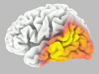 P1N1 vtl left Association areas P1N1 vtr right