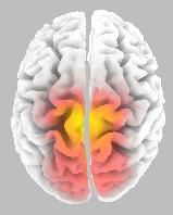 5mm Brodmann area 5 Paracentral Lobule Frontal Lobe