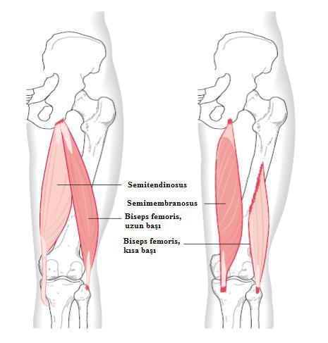 8 Resim 2.2. Hamsring kas grubu [22] M. Gastrocnemius Caput laterale ve caput mediale olmak üzere iki baştan oluşur.