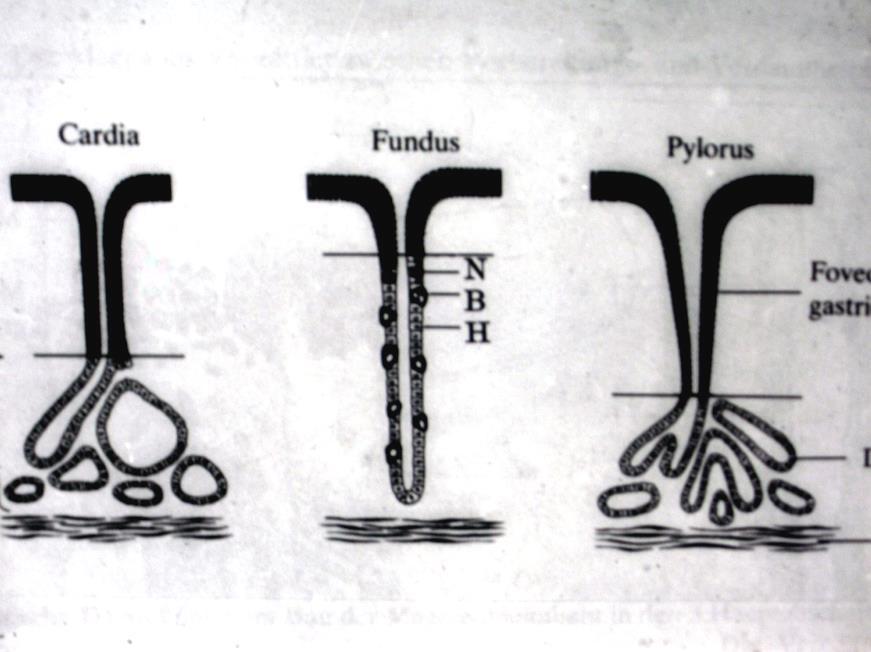 -Foveola gastrikaların derinliği kardiya ve pilorus da fazla, fundus da en azdır.
