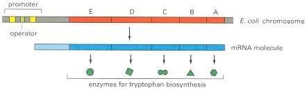 Repressible operon; anabolik, trp 5 farklı enzim kodlayan 5 gen trpr geni represör kodlar, inaktif Triptofan