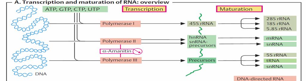 DNA bağımlı RNA polimeraz I-III, promotör, iki iplikli, Transkripsiyon faktörü RNA polimeraz fosforillenir, ~ açılma, Promotörün ~ 25 bç downstream, kalıp zincir, rntp, 5 3 5 şapka