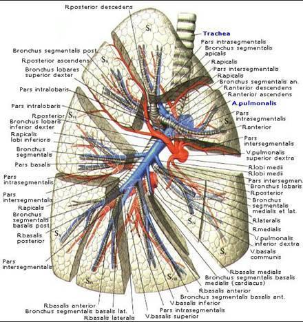 Sağ pulm arter Uzun ve kalın Arkus aorta ile vena cava superiorun arkasından Üst ve alt olarak ikiye ayrılır Üst; ant