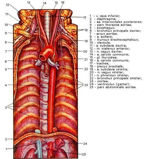 AORTA Başlıca 3 bölüm; 2. Çıkan aort 3. Arkus: a)trunk. brakiosefalikus b)a.