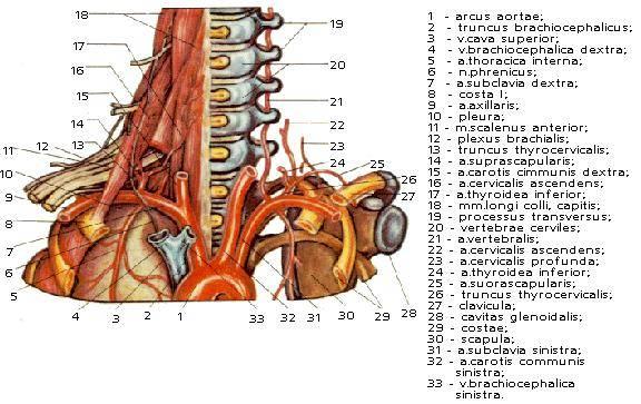 Arkus Aorta Louis açısından posteriora doğru horizantal olarak çizilen hatta başlar ve biter. Mediastinum superiusta Trunk.