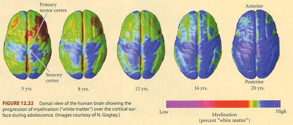 Mental Maturite S. F.