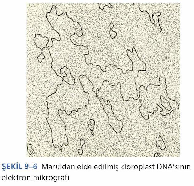 4.1 Kloroplast DNA sının moleküler organizasyonu ve gen ürünleri (Kaynak: Genetik Kavramlar, Fotosentezden sorumlu olan kloroplast, genetik bilgi kaynağı olarak DNA yı ve