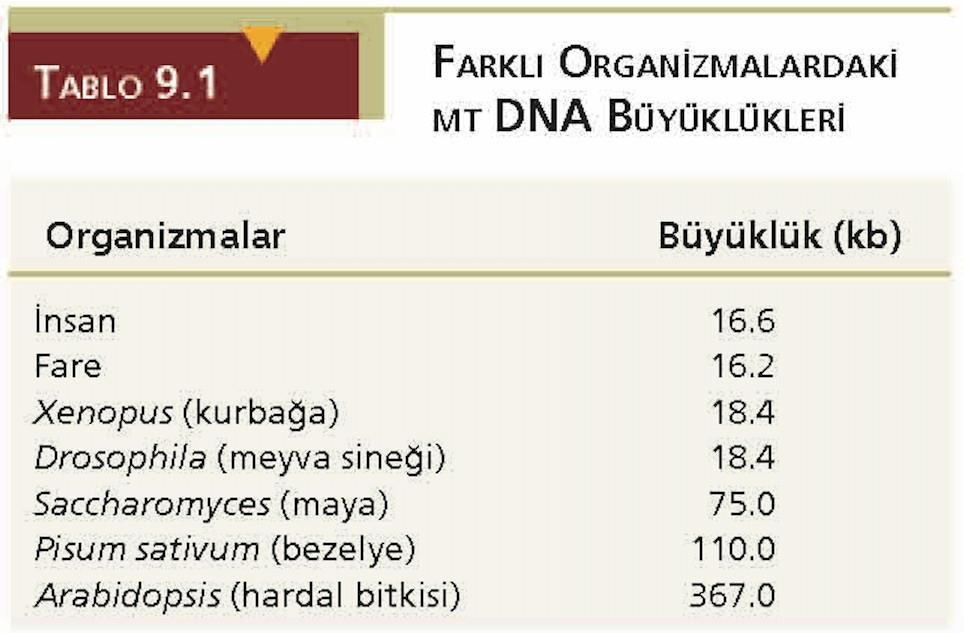 4.2 Mitokondri DNA sını moleküler