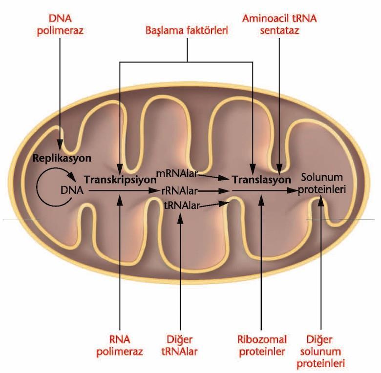 Mitokondri DNA sını moleküler