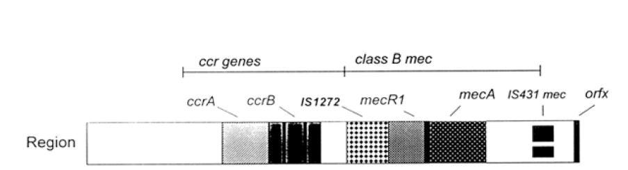 a. ccr gen kompleksi: ccr gen allotipleri tarafından oluşturulur.