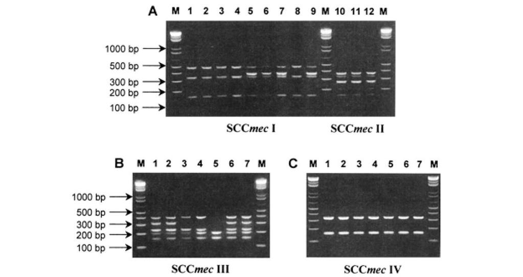 Oliveira ve ark. genetik yapıları MLST ile belirlenmiş 26 MRSA suşunun SCCmec yapılarını multipleks PCR yöntemiyle saptamışlardır.