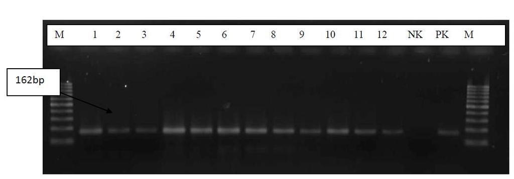 Resim 3.1. meca PCR elektroforez görüntüsü 1-12: meca pozitif S. aureus suşları NK: S. aureus ATCC 29213 suşu PK: S.