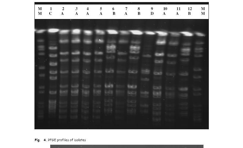 3. 3. PFGE On iki MRSA izolatı arasında klonal ilişkinin tespiti için tüm izolatlar PFGE yöntemi ile incelendi. Resim 3.4. de suşların hepsinin PFGE ile elde edilen DNA bant paternleri verilmiştir.