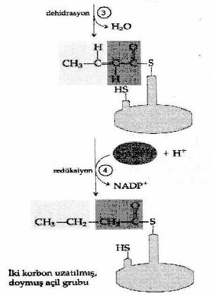 sentaz diye bilinen bir multienzim kompleksi tarafından