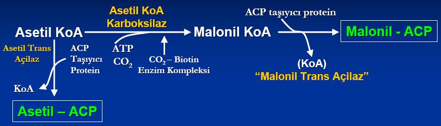 Sitoplazmada de novo yağ asidi biyosentezinin ilk basamağı, asetil KoA nın irreversibl bir reaksiyonda malonil KoA ya karboksilasyonudur.