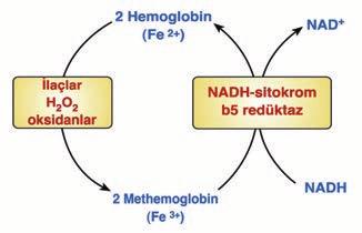 Temel Bilimler / T 42-2 44. Methemoglobin molekülünü, hemoglobin haline getiren enzim ve kullandığı kofaktör aşağıdakilerden hangisidir?