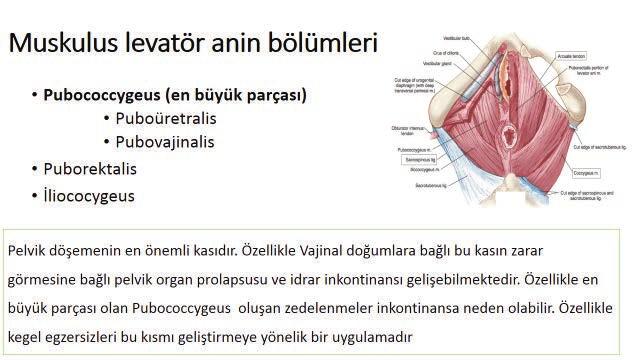 Bu durumda %40 olguda beraberinde unilateral renal agenezi mevcuttur. HSG de tek tuba görülür. 111. Diyabetik gebe bir kadında insülin ihtiyacının en az olduğu dönem aşağıdakilerden hangisidir?