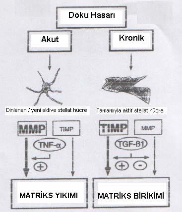 kollajen içeriğine göre total interstisyel kollajenaz akitivitesi azalır 58. Normal veya hastalıklı karaciğerde interstisyel kollajenaz doku inhibitörleri hakkında çok az bilgi vardır.