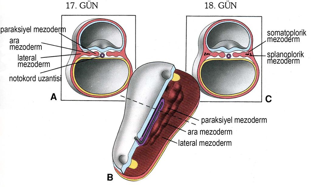 17. GÜN 18.