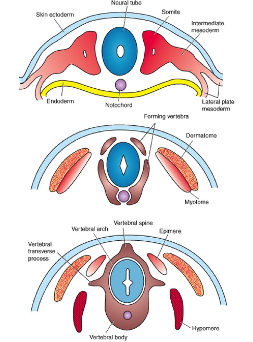 Lateral Mezoderm Üst tabaka (ektodermle süren) (Somatoplörik mezoderm) Vücut boşluklarının içini döşer (plevra, periton vb.