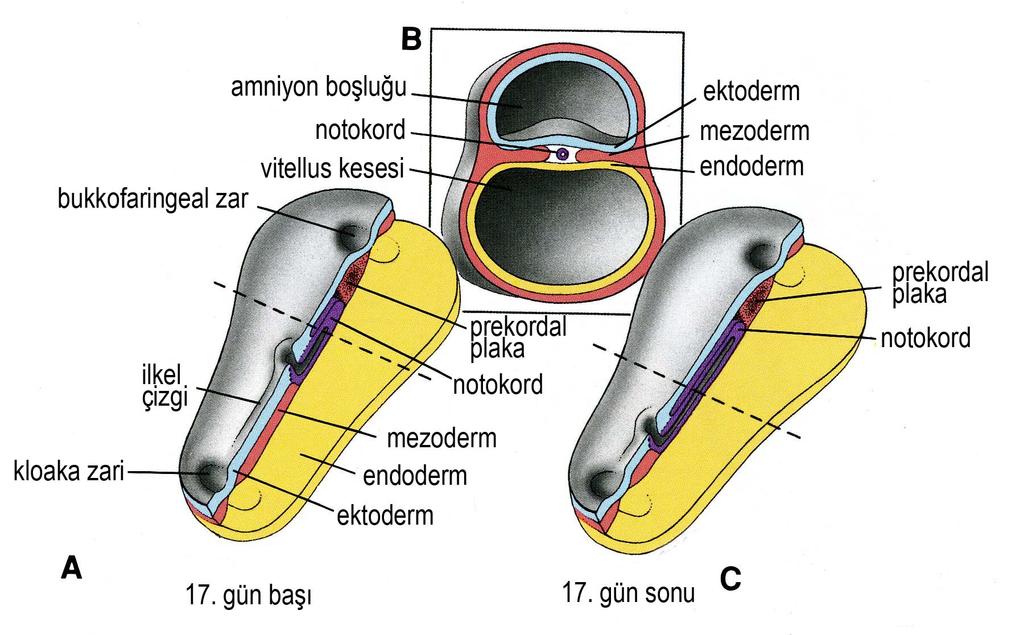 Notokord un oluşumu 17. GÜNÜN BAŞI 17.