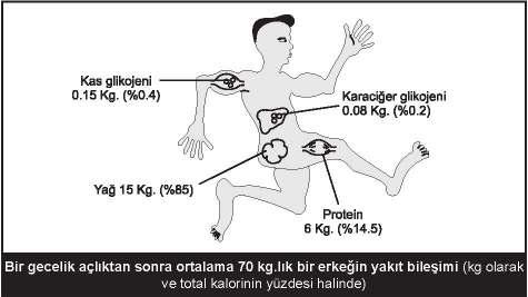 1 BĐYOKĐMYA ÖZET NOT Vücudun başlıca enerji kaynakları karbonhidratlar, yağlar ve proteinlerdir. Bunlar diyetle alınırlar ve vücutta depolanırlar.