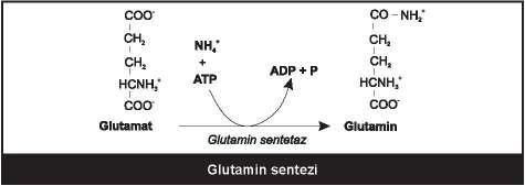 102 Üre siklusu defektlerinde artmış amonyak düzeylerinin beyin için toksik olmasının nedeni: amonyakın beyinde alfa-ketoglutarat ile birleşerek glutamat oluşturması sonuçta beyinde TCA döngüsü ara