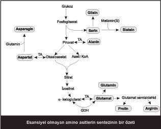 asitten 11 i esansiyel değildir çünkü vücutta sentezlenebilirler. Esansiyel olmayan amino asitlerden 10 u glukozdan türeyen karbon iskeleti içerir.