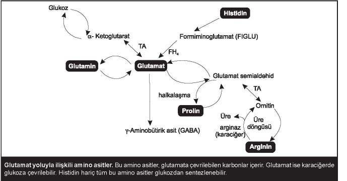 103 Selenosistein, birkaç ökaryotik ve prokaryotik enzimin (örn. tioredoksin redüktaz, glutatyon peroksidaz ve tiroksini triiodotironine çeviren deiyodinaz) aktif bölgesinde bulunan bir amino asittir.