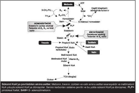 izolösin, metionin, treonin Homosisteinin metionine dönüşümünde rol alan