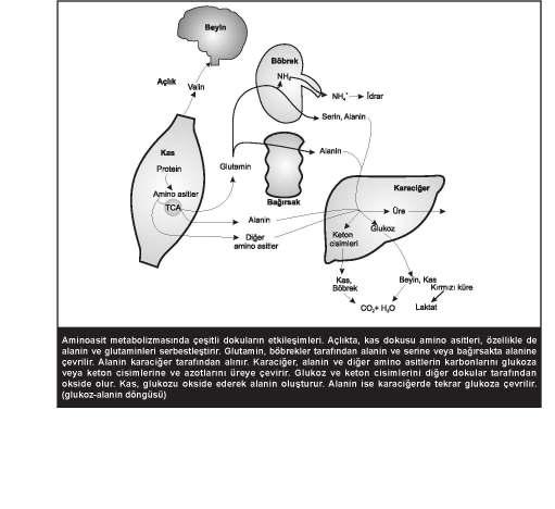 106 Triptofandan sentezlenen bileşikler: serotonin, melatonin, alanin, format, NAD+ nin nikotinamid bölümü, glukoz, keton cisimleri Aminoasit Metabolizmasında Çeşitli Dokuların Etkileşimleri Açlık
