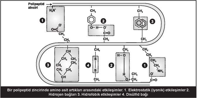 11 Alfa heliks ve beta tabakayı bozan amino asitler: