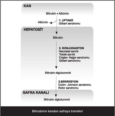 118 Proteinler çeşitli hızlarda yıkılır Bir proteinin başlangıç konsantrasyonunun yarısına, inmesi için gereken zaman o proteinin yarı ömrü olarak tanımlanır. 1.